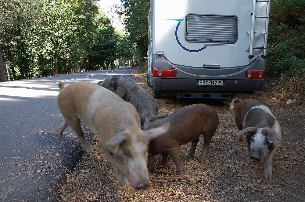 Wilde Schweine unter dem Col de Bavella 2.JPG